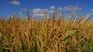 Rice: one of the crops with the most setbacks Rice: one of the crops with the most setbacks