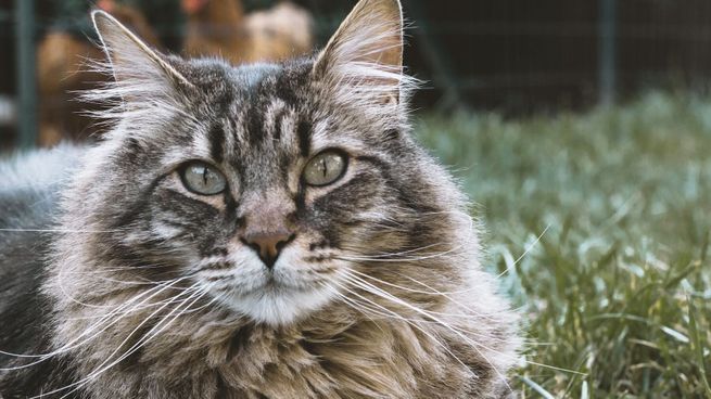 Los bigotes de los gatos tienen increíbles funciones.