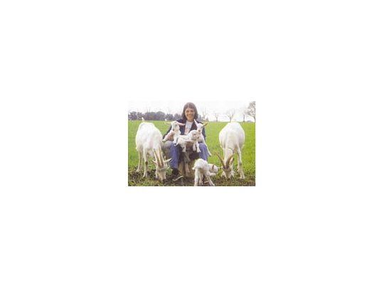 Todos los requisitos para poder instalar un criadero de cabras