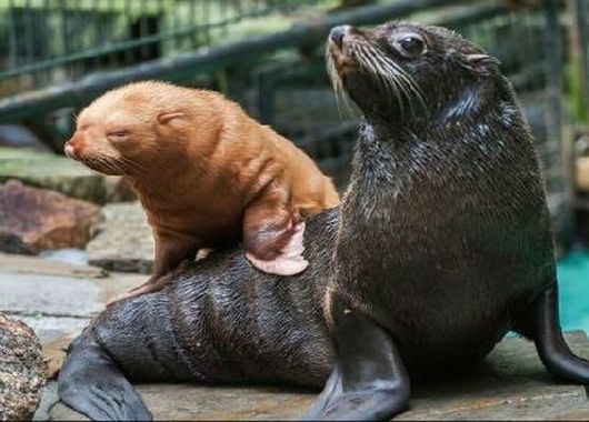 Un oso marino albino revoluciona Alemania (foto 2)