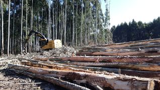 El gobierno electo revisará la flexibilización de las regulaciones en la industria forestal.
