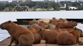 La Cámara señaló que el barrio privado aplicó “métodos de control” sin sustento científico. La Cámara señaló que el barrio privado aplicó “métodos de control” sin sustento científico.