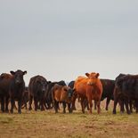 El Gobierno rechazó el impuesto a los gases de las vacas. El Gobierno rechazó el impuesto a los gases de las vacas.
