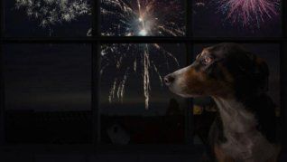 Cómo proteger a las mascotas de los estruendos de los fuegos artificiales.