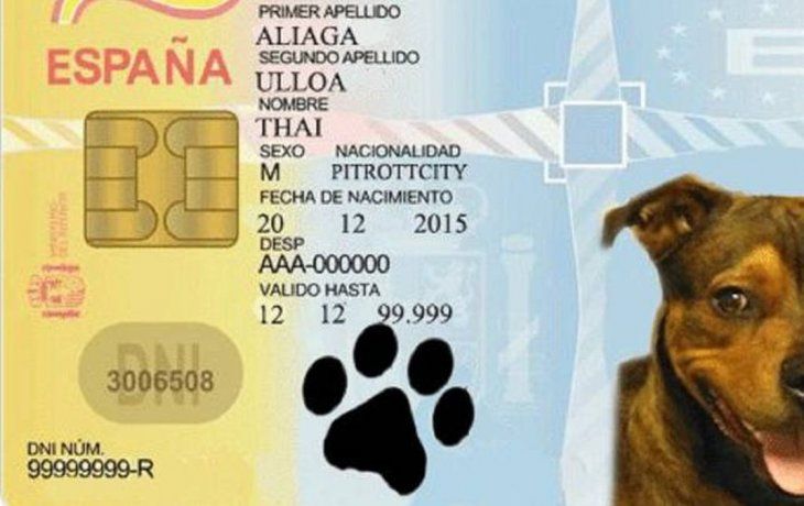DNI para perros y gatos.