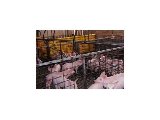 Consumo de cerdo aumentó 23% en lo que va del año