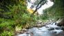 Artificial Intelligence revealed what the jungles will look like in 100 years. Artificial Intelligence revealed what the jungles will look like in 100 years.