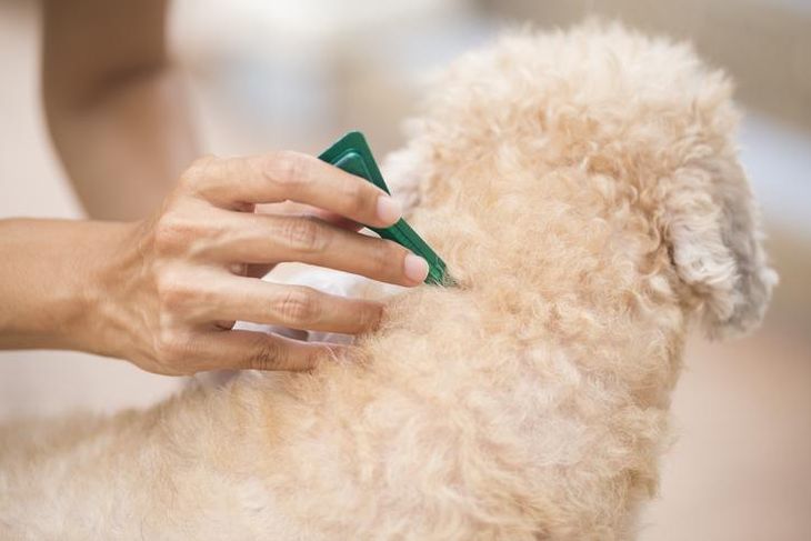 Dog pipettes are usually applied to the back of the animal's neck. Dog pipettes are usually applied to the back of the animal's neck.