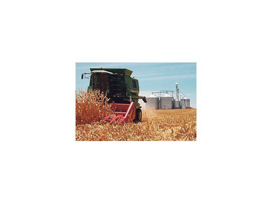 Los productores recolectaron el 24% de los 3,31 millones de hectáreas implantadas con el cereal 2009/2010.