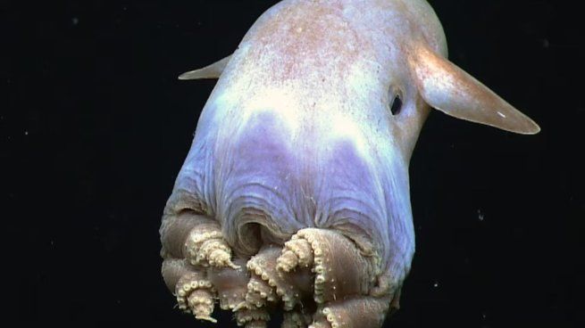 Hallazgo hist贸rico en el mar argentino: el pulpo "Dumbo" que fascina a los especialistas