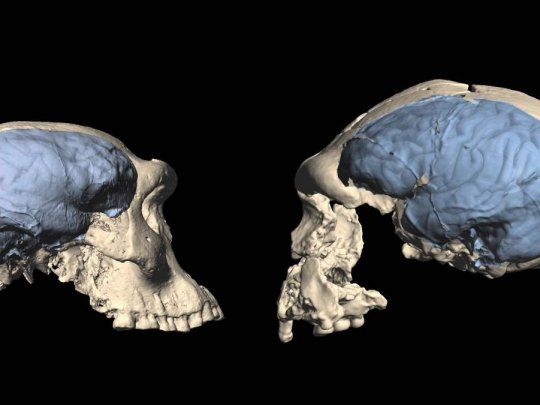El cerebro humano moderno evolucionó más tarde de lo que se creía.