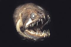 Un pez con dientes amenazantes podría ser el terror de la fauna marina. Sin embargo, pocos le temen, ya que apenas tiene el tamaño de una banana.