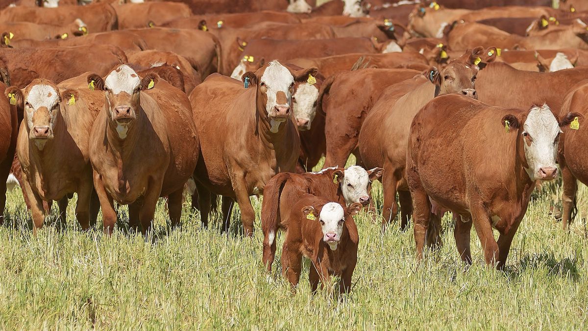 Uruguay committed to reducing methane emissions by 32% by 2025