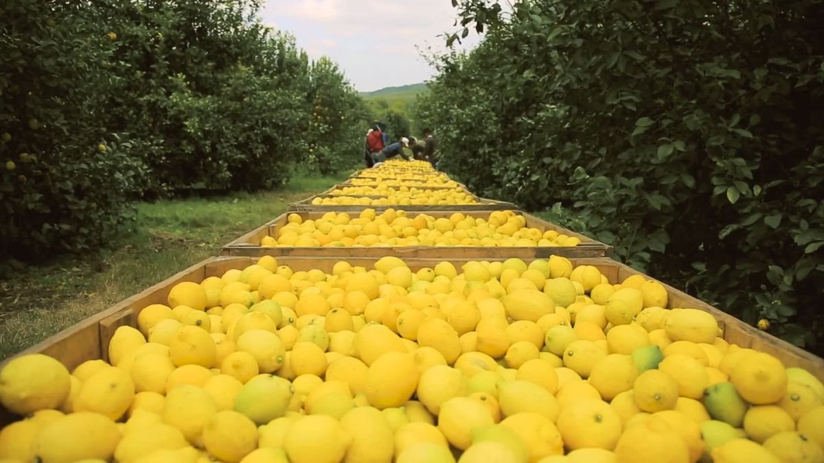 Foreign trade: they create monitoring system for lemon exports to the US