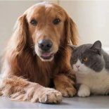 El mito popular sobre el fallecimiento de las mascotras. El mito popular sobre el fallecimiento de las mascotras.