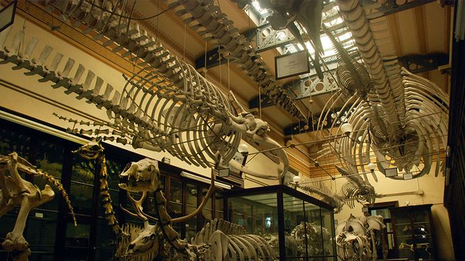 El museo atrae el turismo de todo el mundo por sus ejemplares latinoamericanos.