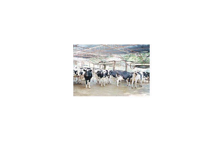 Chaco poseerá el año próximo cuencas lecheras en toda la provincia para abastecer con leche fluida a la población y principalmente hospitales, comedores escolares y cárceles.