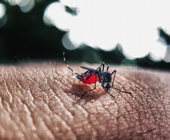 Se agrava el escenario epidemiológico de la enfermedad transmitida por el mosquito Aedes aegypti.