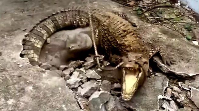 Tres cocodrilos fueron encontrados bajo tierra en Indonesia