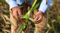 ante un panorama complejo, las empresas del agro mantienen el optimismo