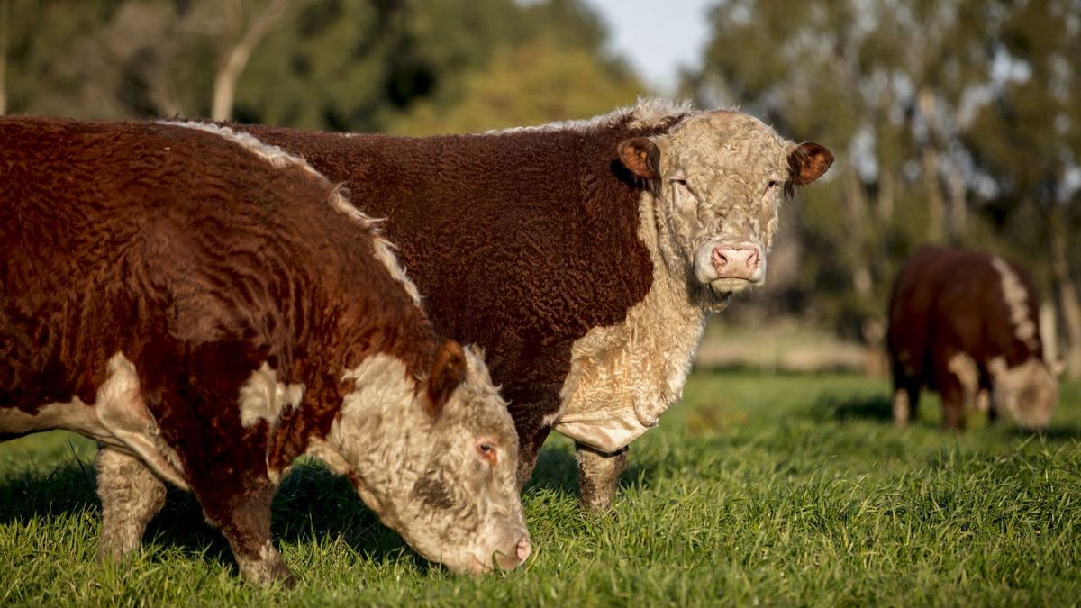 Carne: la Uni�n Europea endurece controles y apuran el registro de productores argentinos