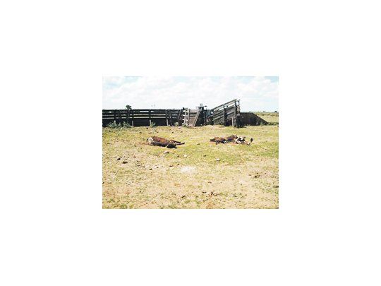 En la Argentina no se espera una sequía como la experimentada en la campaña 2008/2009, cuando la producción agropecuaria quedó fuertemente golpeada.