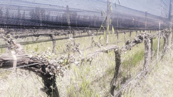 inclemencia. En Mendoza estiman que la helada afectó hasta el 100% de la producción en algunas fincas, con los departamentos del sur, como San Rafael y General Alvear son los más perjudicados. Desde otras provincias, incluso norteñas como Tucumán o La Rioja, expresaron que las temperaturas condicionarán la producción 2023.