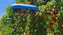 usan drones con inteligencia artificial para recolectar frutas