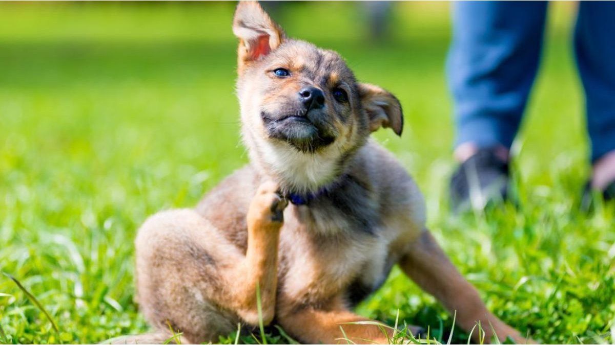 How can we take care of our allergies pets? The recommendations of veterinarians