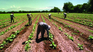 October 8th rural worker day. October 8th rural worker day.