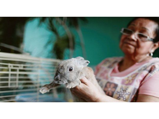 LOLA. Ese es el nombre que María Galindo le puso a su coneja. Los venezolanos se encariñaron con los animales que habían sido distribuidos por el Gobierno para comer.