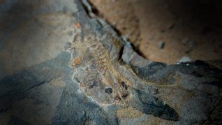 Esta especie es precursora lejana de las ranas y los sapos actuales.