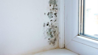 Cómo eliminar el moho en el baño con este método casero. Cómo eliminar el moho en el baño con este método casero.