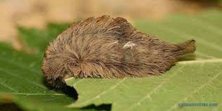 La oruga peluche está presente en el norte argentino y es altamente venenosa. La oruga peluche está presente en el norte argentino y es altamente venenosa.