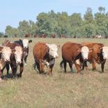 Récord en dólares para la exportación de ganado en pie. Récord en dólares para la exportación de ganado en pie.