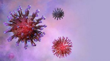 Virus de marbug.&nbsp;