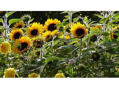 La producción de aceite de girasol subió 3,3% en el primer trimestre