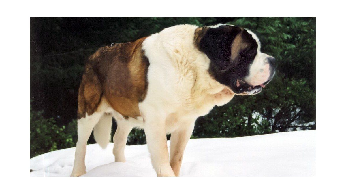 The unusual savior of English football: the day a dog prevented Manchester United from going bankrupt
