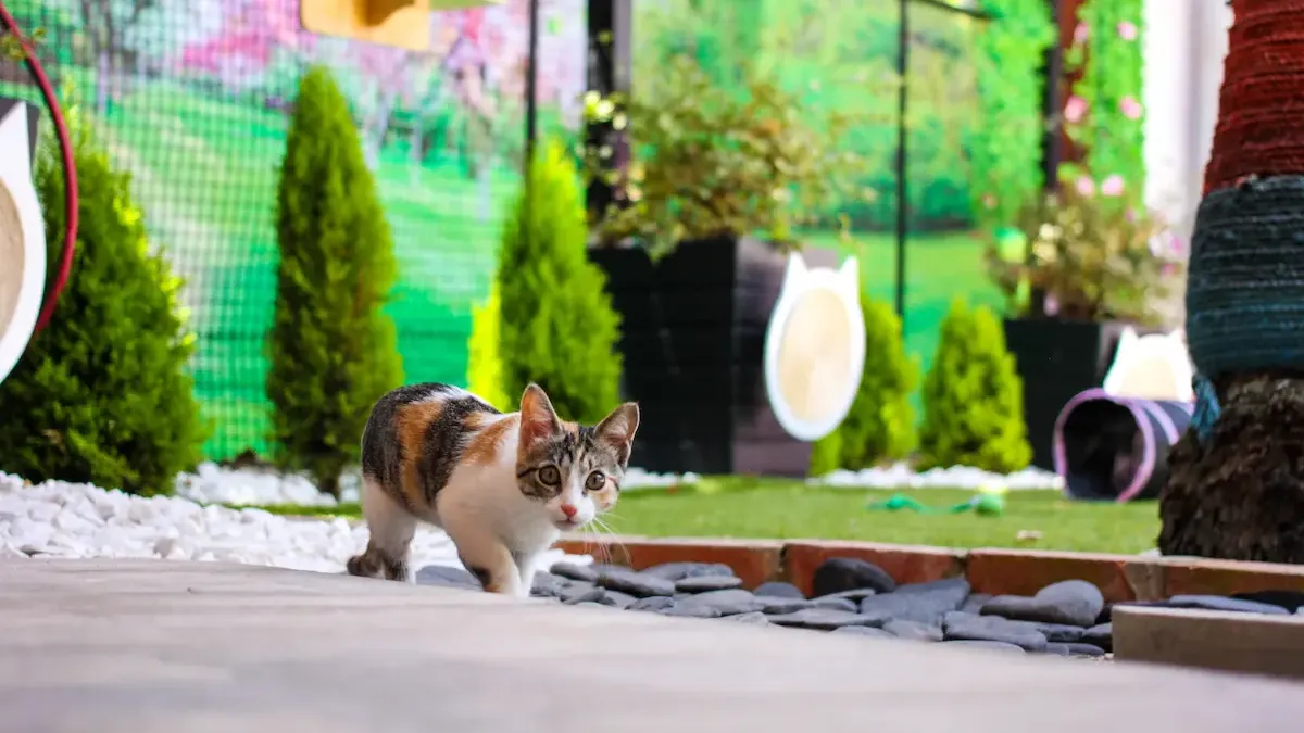 Summer 2025: essential care before leaving your pet in a daycare center