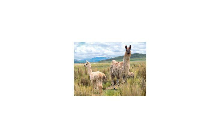 Pequeños productores de la Puna, con el apoyo del Instituto Nacional de Tecnología Industrial, trabajan en el desarrollo de distintos productos a base de carne de llama para impulsar su consumo.