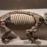 Dinodontosaurus isiyavamanda vivió hace 240 millones de años en Tanzania.