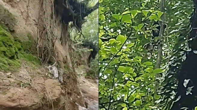 ¿Duendes En Tucumán? Un Hombre Grabó Aterradoras Imágenes En Un Bosque