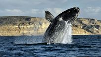 temporada de ballenas: cuanto cuesta visitar puerto madryn
