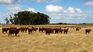 the mgap extended the deadline to request rations for cattle the mgap extended the deadline to request rations for cattle