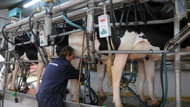 Las exportaciones de la industria láctea subieron un 17%.