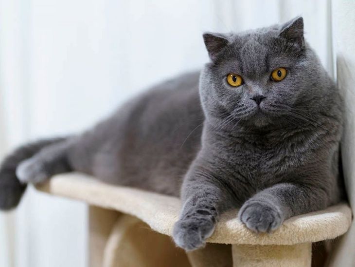 La afinidad con los felinos suele estar relacionada con la sensibilidad emocional y la gestión tranquila de las emociones.  
