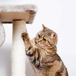 El rascado en gatos responde a necesidades naturales y puede intensificarse por estrés, aburrimiento o falta de estímulos. El rascado en gatos responde a necesidades naturales y puede intensificarse por estrés, aburrimiento o falta de estímulos.