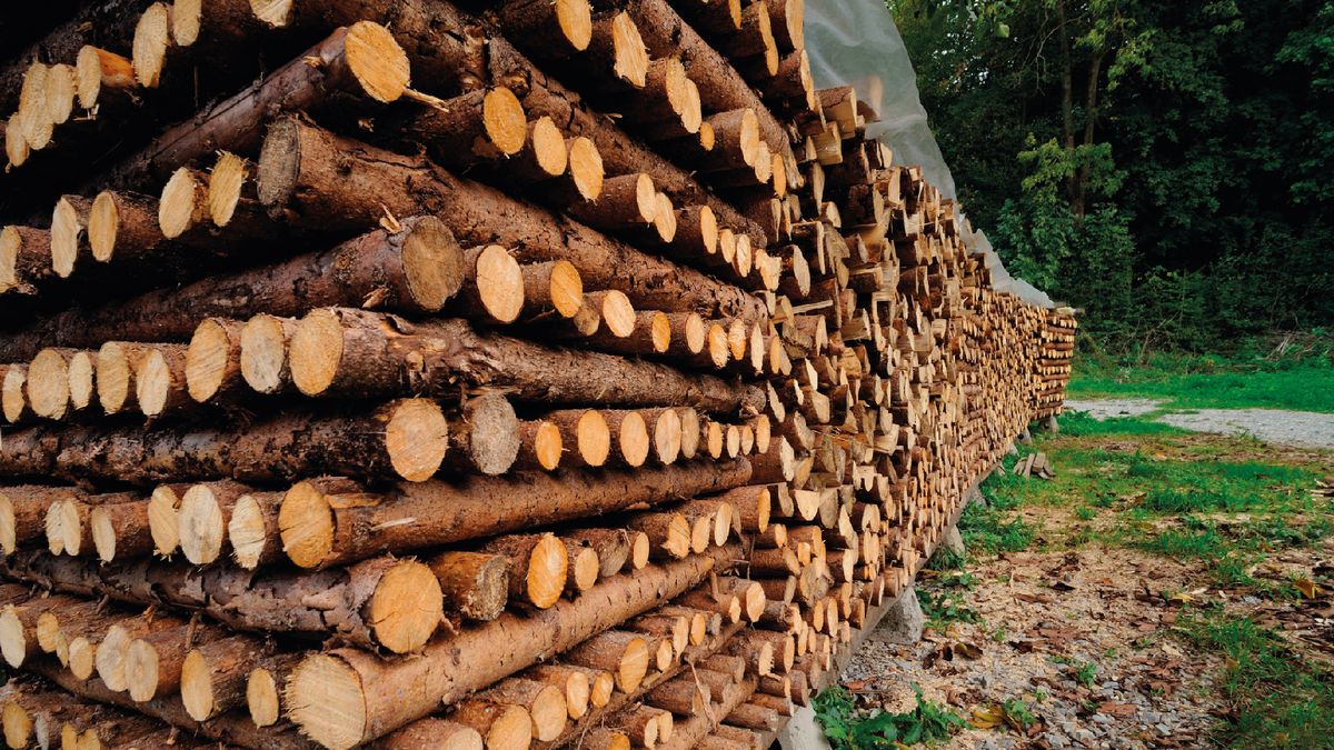 Exports of the forestry sector shot up 37.3% year-on-year