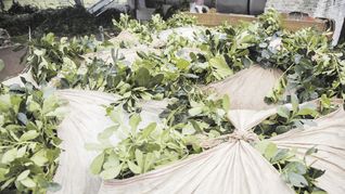 precios. Los valores de la hoja verde y la canchada es establecido por el Inym, pero puede intervenir el actual Ministerio de Agricultura.