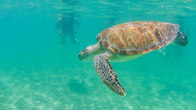 Las mejores actividades para realizar en Akumal, México